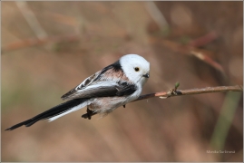 <p>MLYNAŘÍK DLOUHOOCASÝ (Aegithalos caudatus) /Long-tailed-tit - Schwanzmeise/</p>
